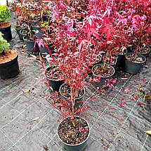 Клен японський Хайм Шоджо / h 40-60 / Acer palmatum Hime Shojo, фото 2