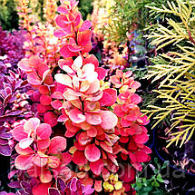 Барбарис Голден Торч / Berberis thunbergii Golden Torch, фото 5