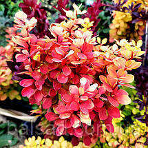 Барбарис Голден Торч / Berberis thunbergii Golden Torch, фото 6