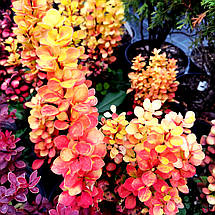 Барбарис тунберга Голден Торч / Berberis thunbergii Golden Torch, фото 3