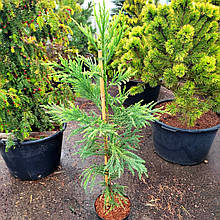 Криптомерія японська Секкан / С5 / h 100-120 / Cryptomeria Sekkan