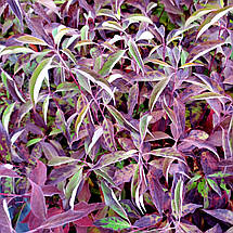 Дерен білий Рензам / С3 / Cornus alba Regnzam, фото 4