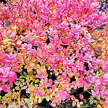 Спірея березолиста Ісланд / C3 / Spiraea betulifolia Island