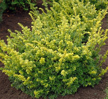 Тіс ягідний Елегантисима С1.5