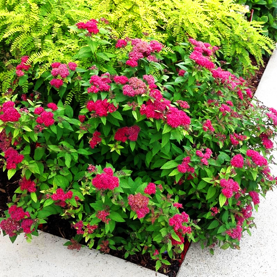 Спірея японська Манон / С3 / Spiraea japonica Manon