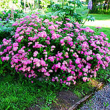 Спірея японська Манон / С3 / Spiraea japonica Manon, фото 4