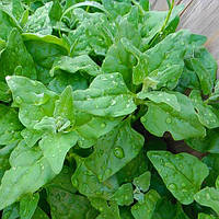 Шпинат новозеландський (15 шт)