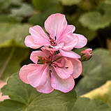 Пеларгонія Occold Lagoon рожева вкорінений живець Pelargonium Occold Lagoon, фото 2
