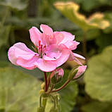 Пеларгонія Occold Lagoon рожева вкорінений живець Pelargonium Occold Lagoon, фото 3