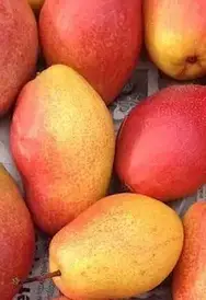 ГРУША "КИРГИЗЬКА ЗИМОВА"