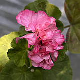 Пеларгонія Camisole (вкорінений живець), Pelargonium Camisole, фото 3
