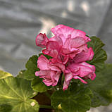 Пеларгонія Camisole (вкорінений живець), Pelargonium Camisole, фото 2