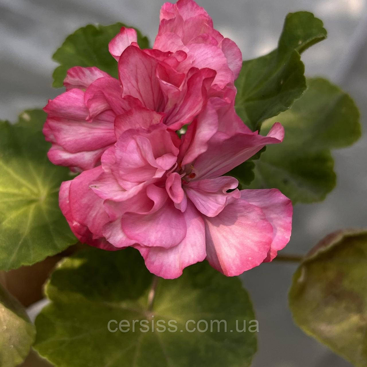 Пеларгонія Camisole (вкорінений живець), Pelargonium Camisole, фото 1