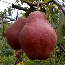 Груша Вільямс Літня червона (ранній термін дозрівання)