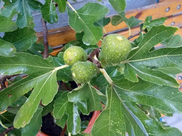 Инжир Адриатический белый Комнатный в Днепре от компании "Exotic Jungle".