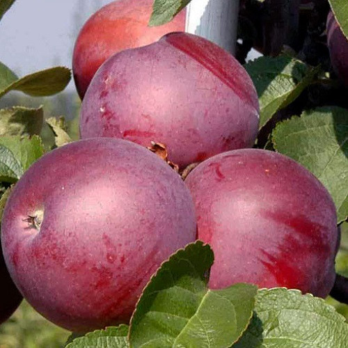 Яблуня Спартан (зимова), фото 1