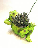 Горшок Лягушка зеленая для комнатных растений суккулентов