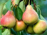 Груша БОН ЛУІЗ АВРАНШ (дворічна) осіннього терміну дозрівання, фото 2