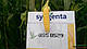 Насіння кукурудзи Тайсон (Тусон) F1/Tyson F1, 1 кг = 9800 насінин, з мішка, Syngenta, фото 2