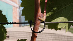 Затискач-гачок для підв'язки виноградної лози, 250шт. (1,4-1,8мм)