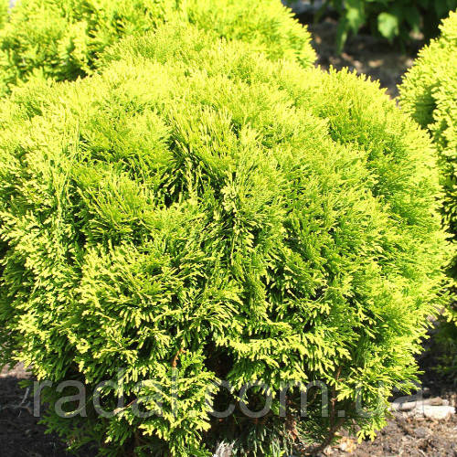 Туя західна Міріам С2 ( Thuja occidentalis Mirjam)