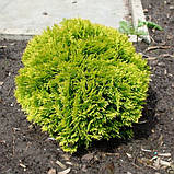 Туя західна Міріам С2 ( Thuja occidentalis Mirjam), фото 3