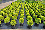 Туя західна Міріам С2 ( Thuja occidentalis Mirjam), фото 4