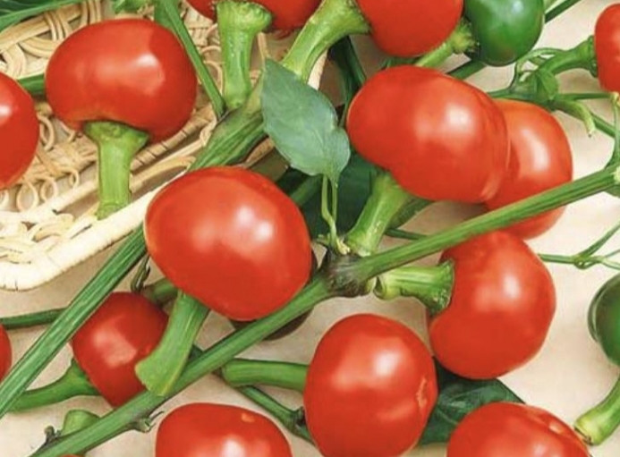 Гострий перець Червона вишня (Red Cherry Chili Pepper) насіння 5 штук