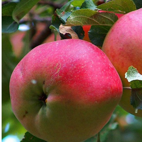 Яблуня Еліза (зимова), фото 1