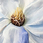 Головка магнолії, 20 см, фото 2