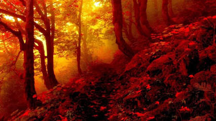 Алмазна мозаїка "Захід сонця в лісі", на підрамнику 30 * 40см, в кор. 41*31*2,5см, ТМ Dreamtoys