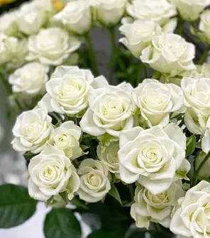 Штамбова троянда сорт Букет нареченої, фото 2