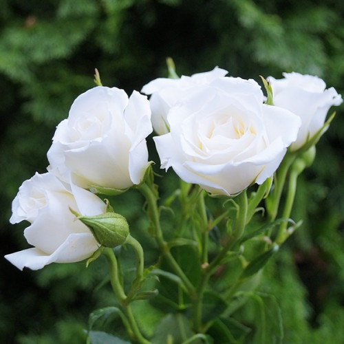 Штамбова троянда сорт Букет нареченої