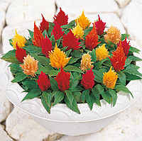 Целозія Sakata  Kimono  MIX 1т.