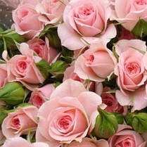 Штамбова троянда сорт Спрей рожева, фото 3