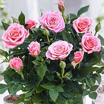 Штамбова троянда сорт Спрей рожева, фото 2
