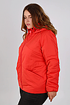 Демісезонна жіноча куртка Finn Flare FBC16002-383 Plus Size червона XL, фото 4