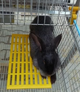 Трапи для кроликів