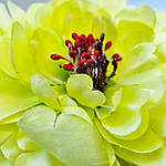 Голвка півонії жовта, 17 см, фото 2