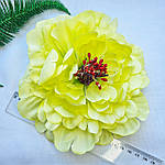 Голвка півонії жовта, 17 см, фото 4