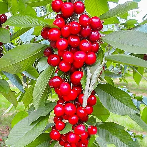 Черешня колоноподібна Хелена (середньостигла), фото 1