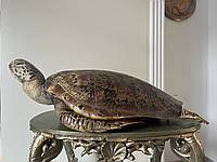 Опудало черепахи морської 75 см