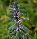 Пустирника трава 50 г, фото 2