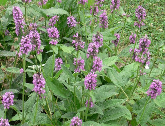 Буквиця лікарська трава, буквиця 50 г, фото 1