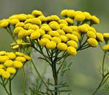 Пижма квітки 50 г, фото 2