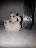 Статуетка мармурова "коти", Словакія, фото 2