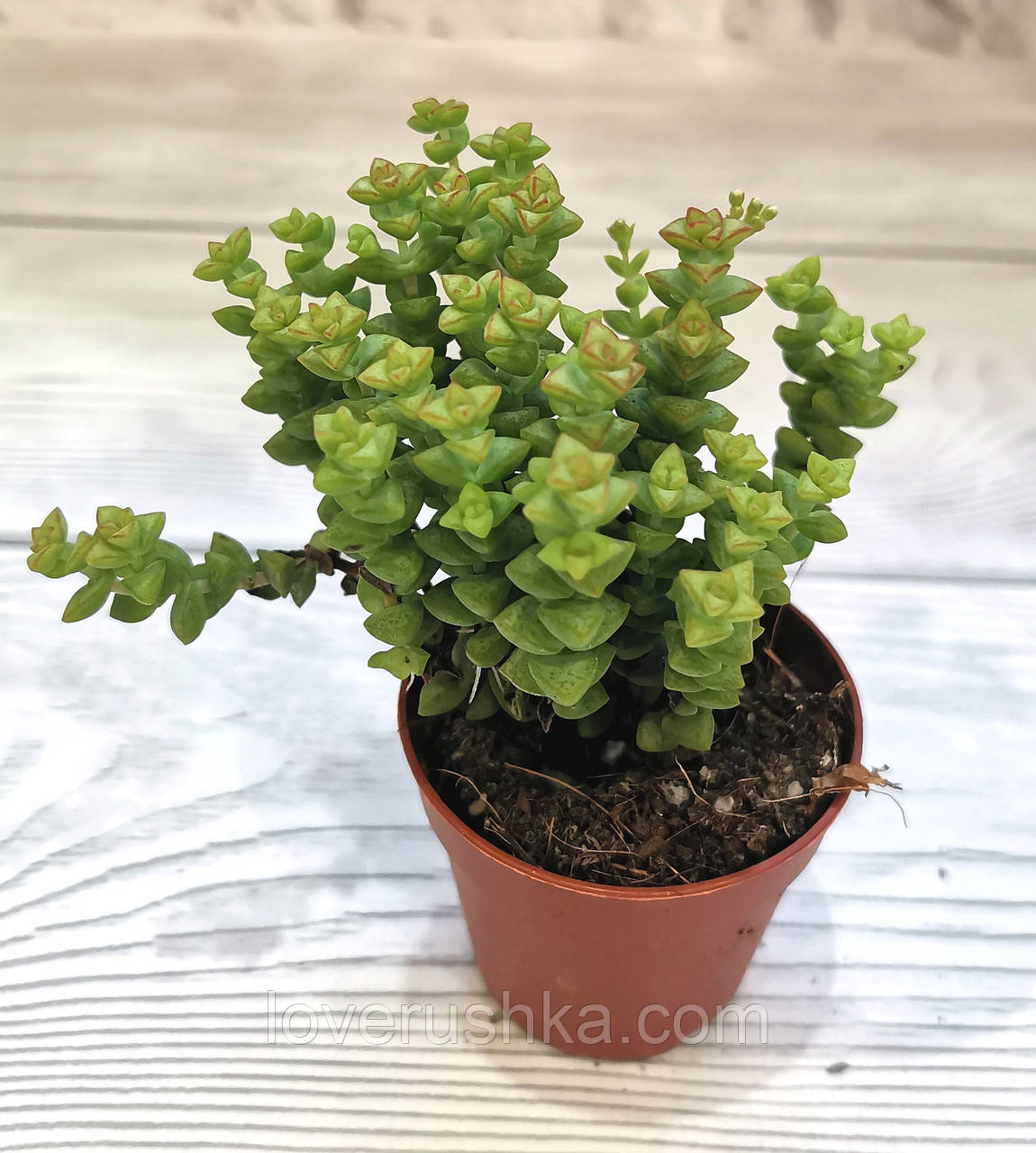 Купить Крассула рупестрис том тумб Crassula rupestris tom thumb ...