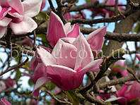 Магнолия Суланжа (Magnolia Soulangeana)