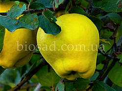 Айва яблукоподібна Кримська рання, самоплідний сорт