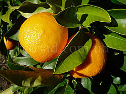 Апельсин Навеліна (Navelina), самоплідний